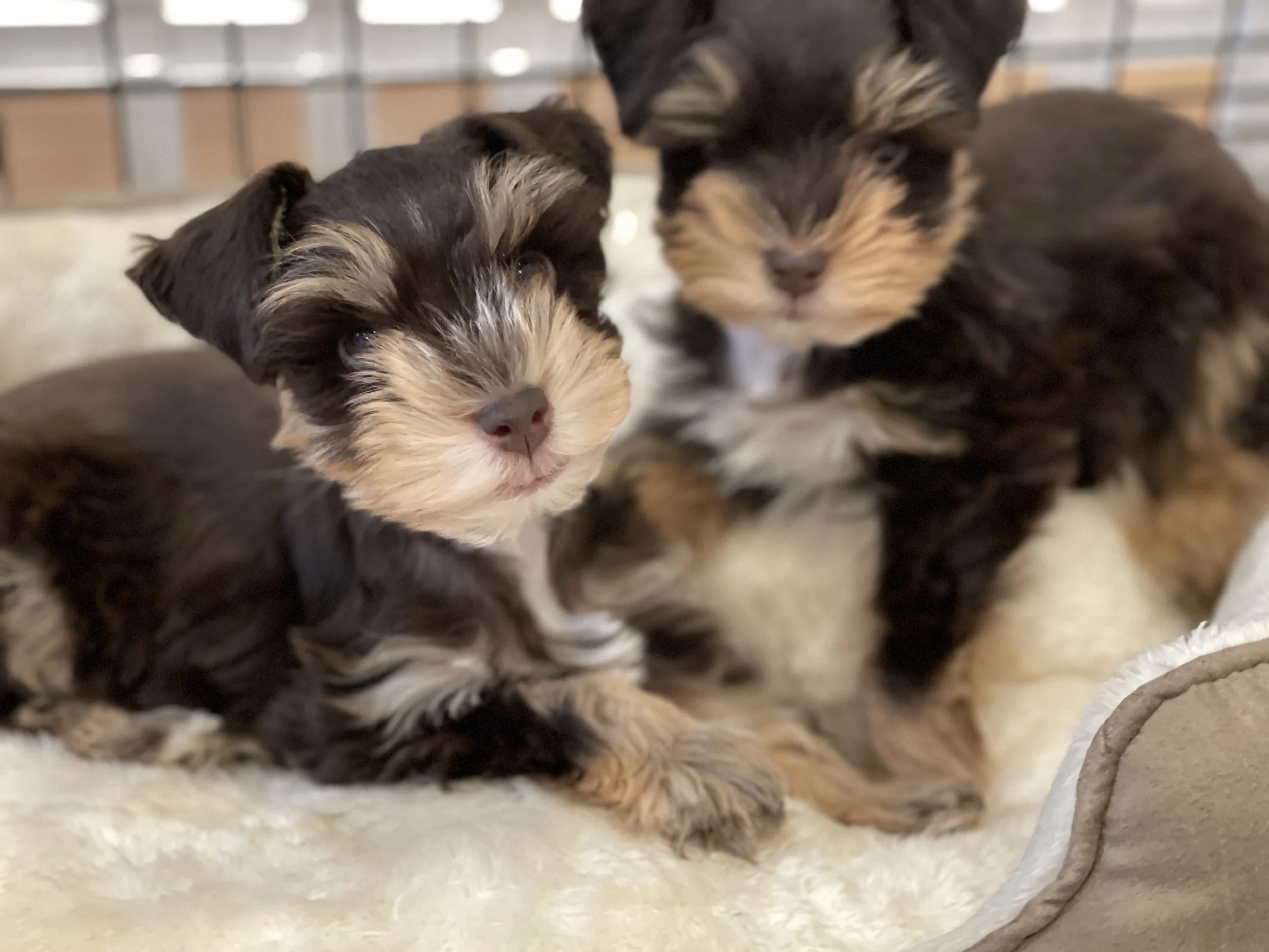 SVCC Schnauzer chocolate and red and chocolate and tan puppies playing
