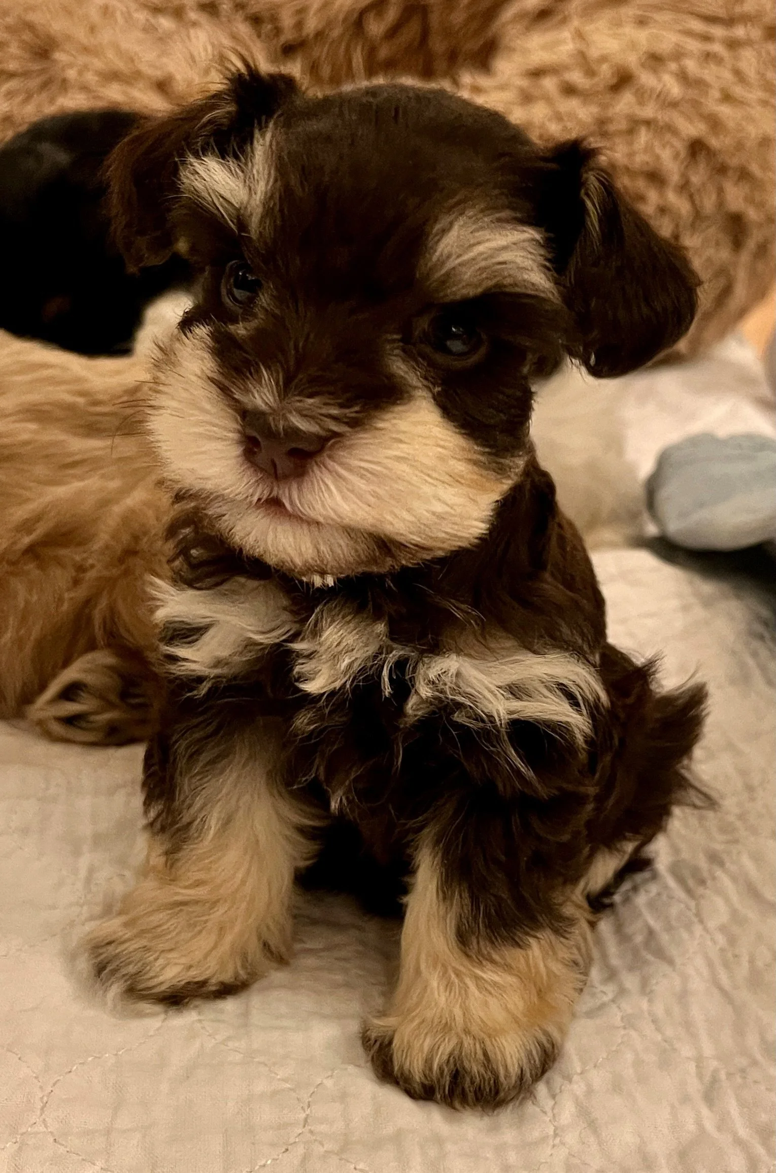 SVCC Schnauzer chocolate puppy being very patient
