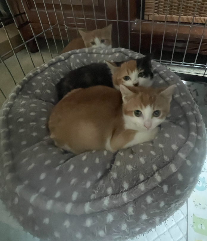 Screenshot 2025-12-06 at 12.09.19.png