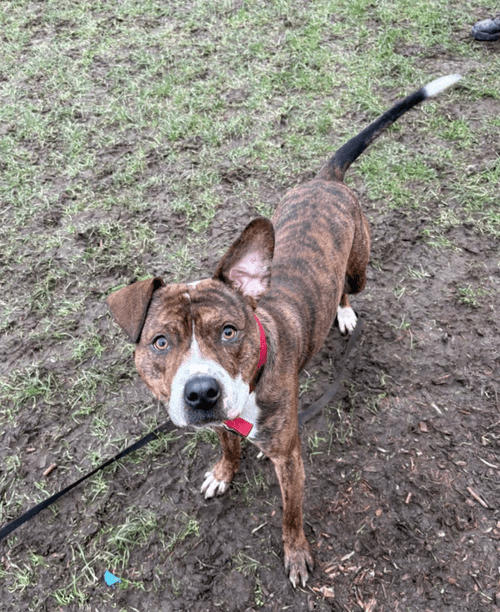 Cracker, a 2 years old male Unknown available for adoption from Yorkshire Rescue in North Yorkshire