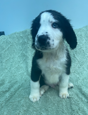 Tess’s Pups, a Unknown old female Lurcher available for adoption from Yorkshire Rescue in York, North Yorkshire