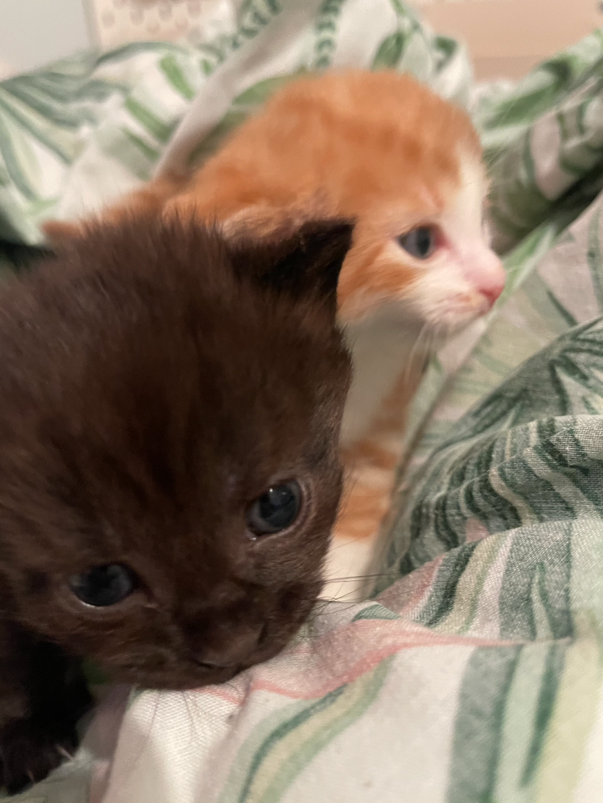 Screenshot 2026-01-14 at 21.27.23.png