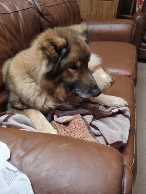 Harley, a 8 years old male Unknown available for adoption from Yorkshire Rescue in North Yorkshire