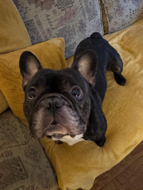 Billy, a 4 years old unknown Unknown available for adoption from Yorkshire Rescue in North Yorkshire