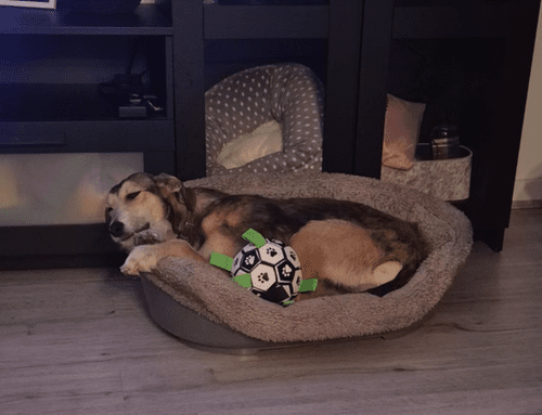 Hazel, a 1 year old female Unknown available for adoption from Yorkshire Rescue in York, North Yorkshire