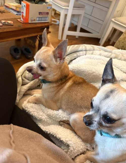 Mocha And Mr Blue, a Unknown old male Unknown available for adoption from Yorkshire Rescue in North Yorkshire