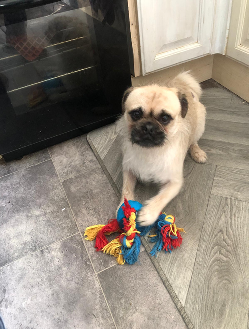 Fred, a 3 years old unknown Unknown available for adoption from Yorkshire Rescue in North Yorkshire