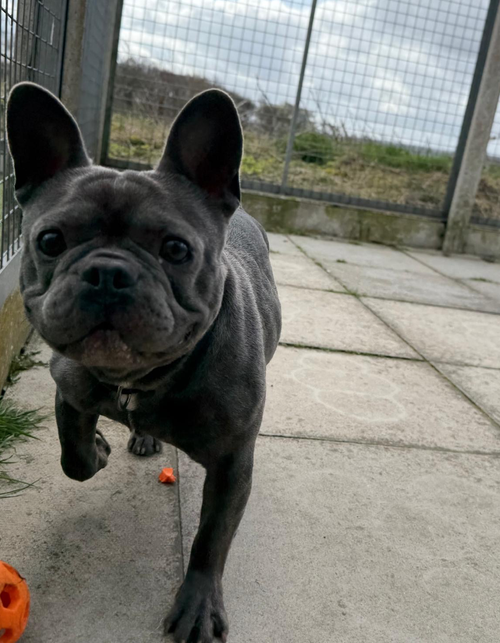 Buster, a 3 years old unknown Unknown available for adoption from Yorkshire Rescue in North Yorkshire