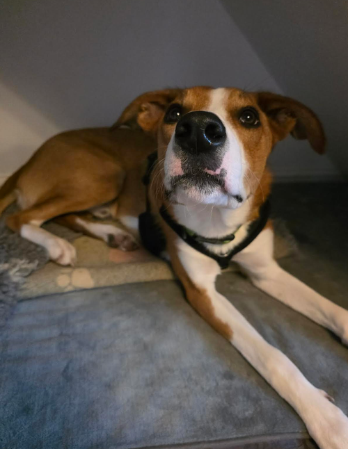 Cooper, a 10 months old unknown Unknown available for adoption from Yorkshire Rescue in North Yorkshire