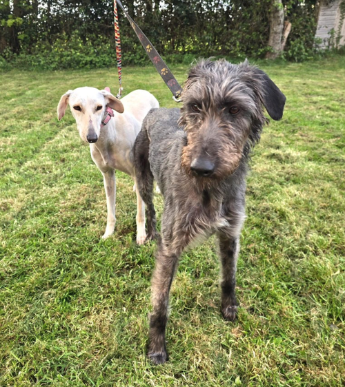 Daisy & Winston, a 2 years old female Unknown available for adoption from Yorkshire Rescue in North Yorkshire