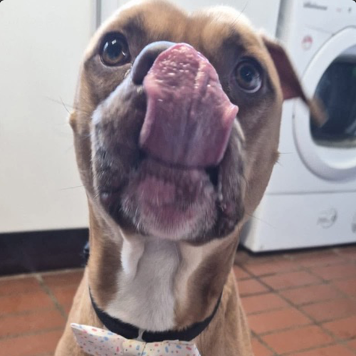 Alan, a 4 years old male Boxer available for adoption from Yorkshire Rescue in North Yorkshire