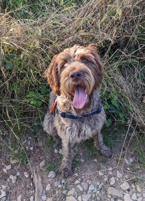 Nora, a 5 years old female Unknown available for adoption from Yorkshire Rescue in North Yorkshire