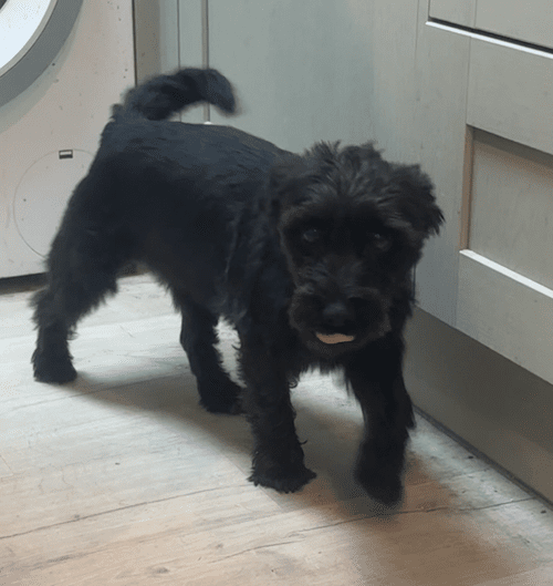 Bobbi, a 6 years old female Soft Coated Wheaten Terrier available for adoption from Yorkshire Rescue in North Yorkshire