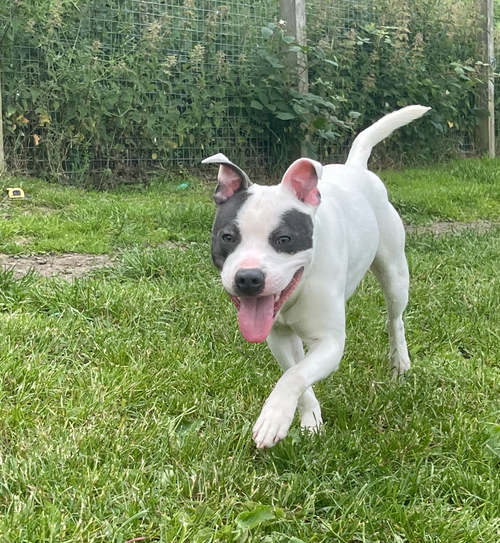 Custard, a 9 months old male Unknown available for adoption from Yorkshire Rescue in North Yorkshire