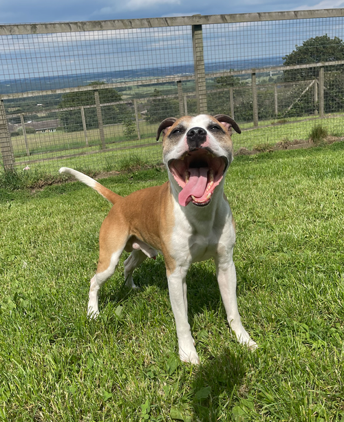 Rhubarb, a 6 years old male Unknown available for adoption from Yorkshire Rescue in North Yorkshire