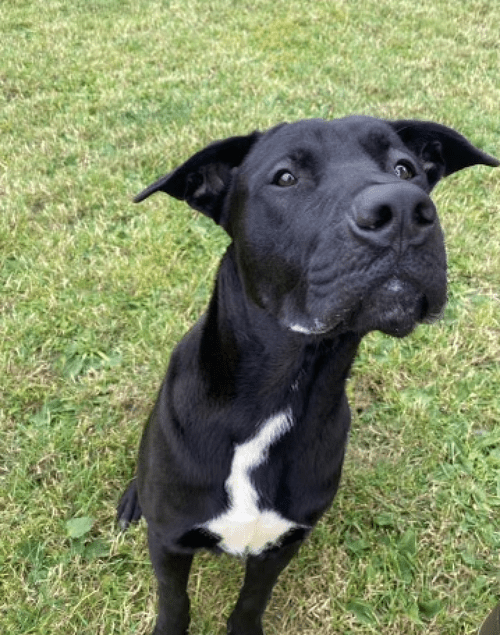 Percy, a 11 months old male Labrador available for adoption from Yorkshire Rescue in North Yorkshire