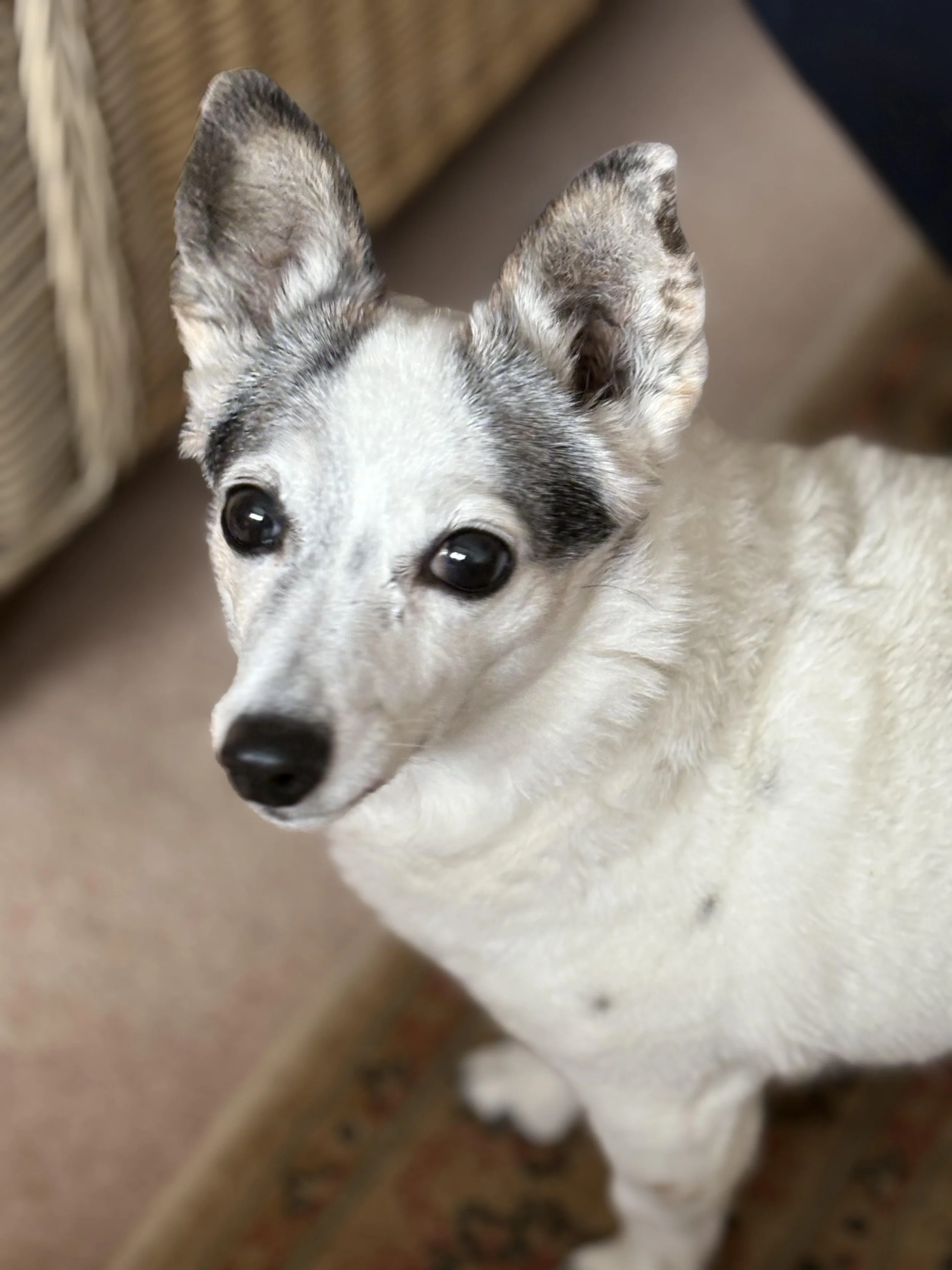 jillie (1).jpg