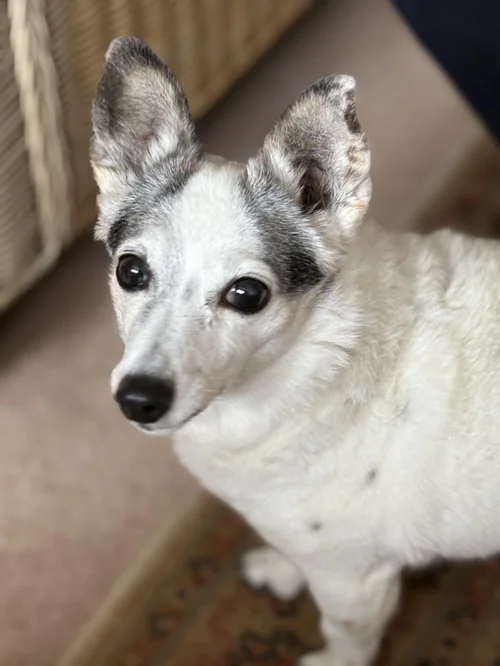 Jillie, a 14 years old female Unknown available for adoption from Yorkshire Rescue in North Yorkshire