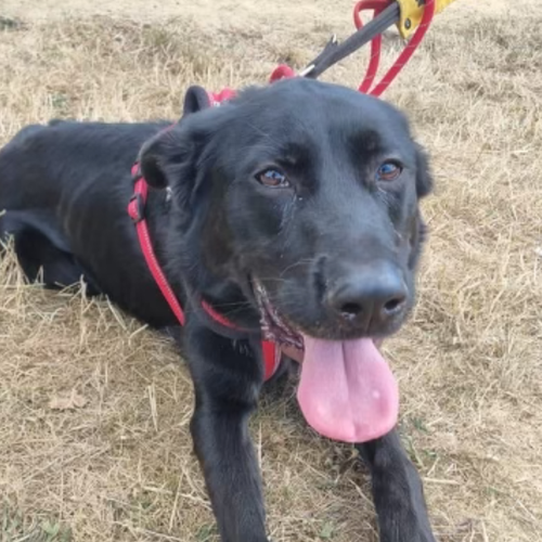 Jet, a 1 year old male Unknown available for adoption from Yorkshire Rescue in North Yorkshire