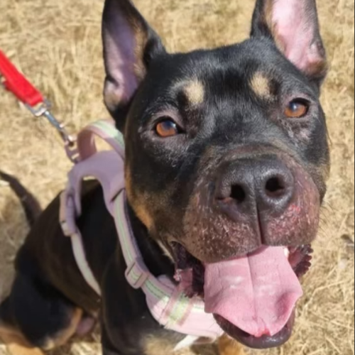 Sylvester, a 1 year old male Unknown available for adoption from Yorkshire Rescue in North Yorkshire