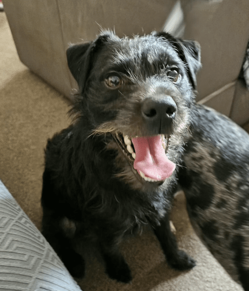 Magic, a 3 years old male Soft Coated Wheaten Terrier available for adoption from Yorkshire Rescue in North Yorkshire