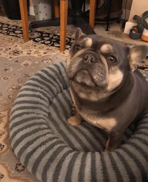 Milo, a 5 years old male French Bulldog available for adoption from Yorkshire Rescue in North Yorkshire