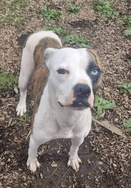 Betsy, a 3 years old female Unknown available for adoption from Yorkshire Rescue in North Yorkshire