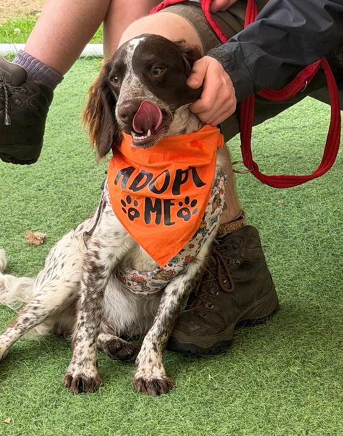 Milo, a 10 months old male Cocker Spaniel available for adoption from Yorkshire Rescue in North Yorkshire