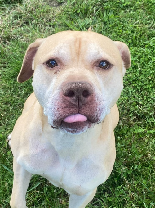 Frankie, a 7 years old male Unknown available for adoption from Yorkshire Rescue in North Yorkshire