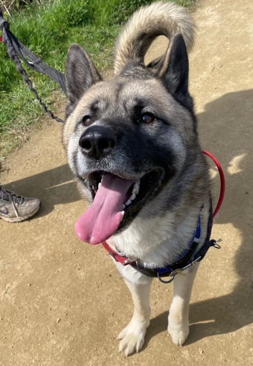 Bruce, a 2 years old unknown Unknown available for adoption from Yorkshire Rescue in North Yorkshire