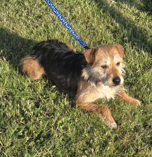 Pippin, a 4 years old female Unknown available for adoption from Yorkshire Rescue in North Yorkshire