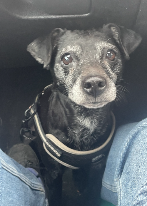 Bella, a 8 years old unknown Unknown available for adoption from Yorkshire Rescue in North Yorkshire