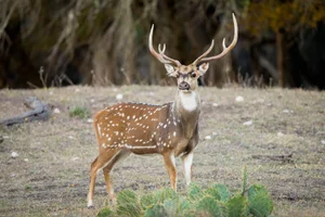 Axis Deer