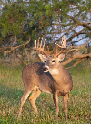 Whitetail