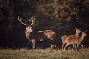 Red Stag