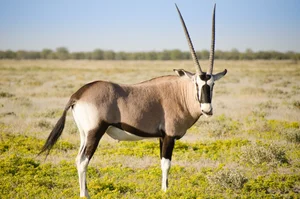 Gemsbok