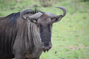 Wildebeest