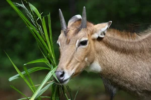Nilgai