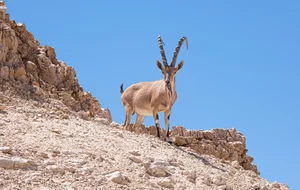 Nubian Ibex