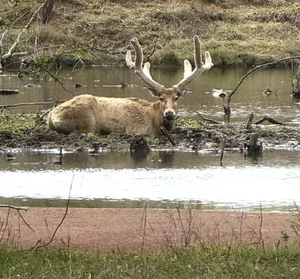 Père David's Deer