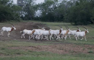 Scimitar Oryx