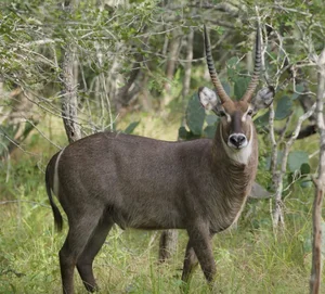 Waterbuck
