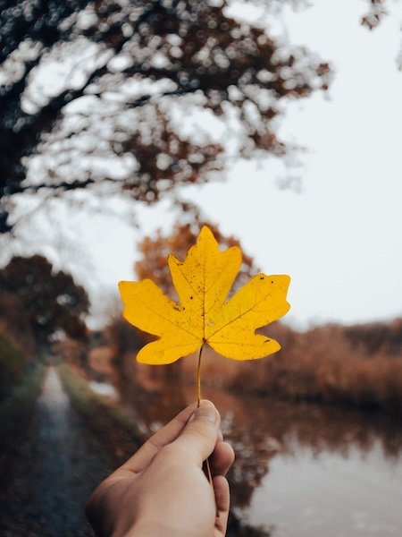A hand holding a single bright yellow maple leaf in the foreground, with a blurred autumn path and river in the background.
