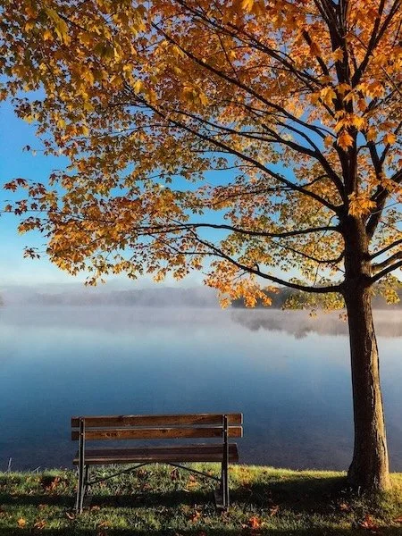 A wooden park bench sits beneath a maple tree with golden autumn leaves overlooking a lake with a low layer of mist.