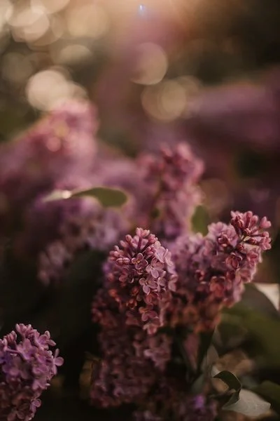 A close-up, low-light shot of vibrant purple lilac flowers with soft, out-of-focus highlights in the background.