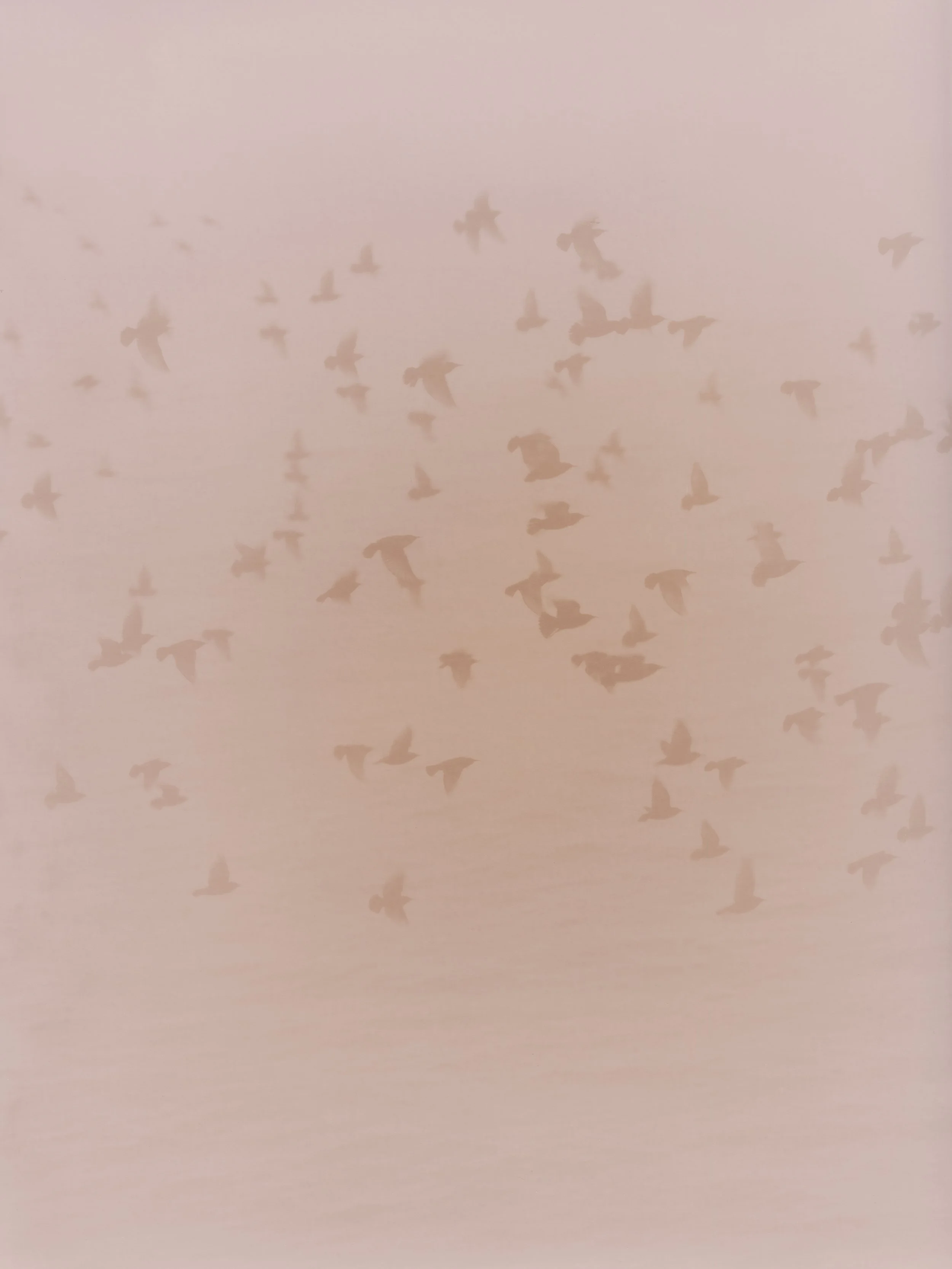 Lumen print of starling murmurations, photographic art print