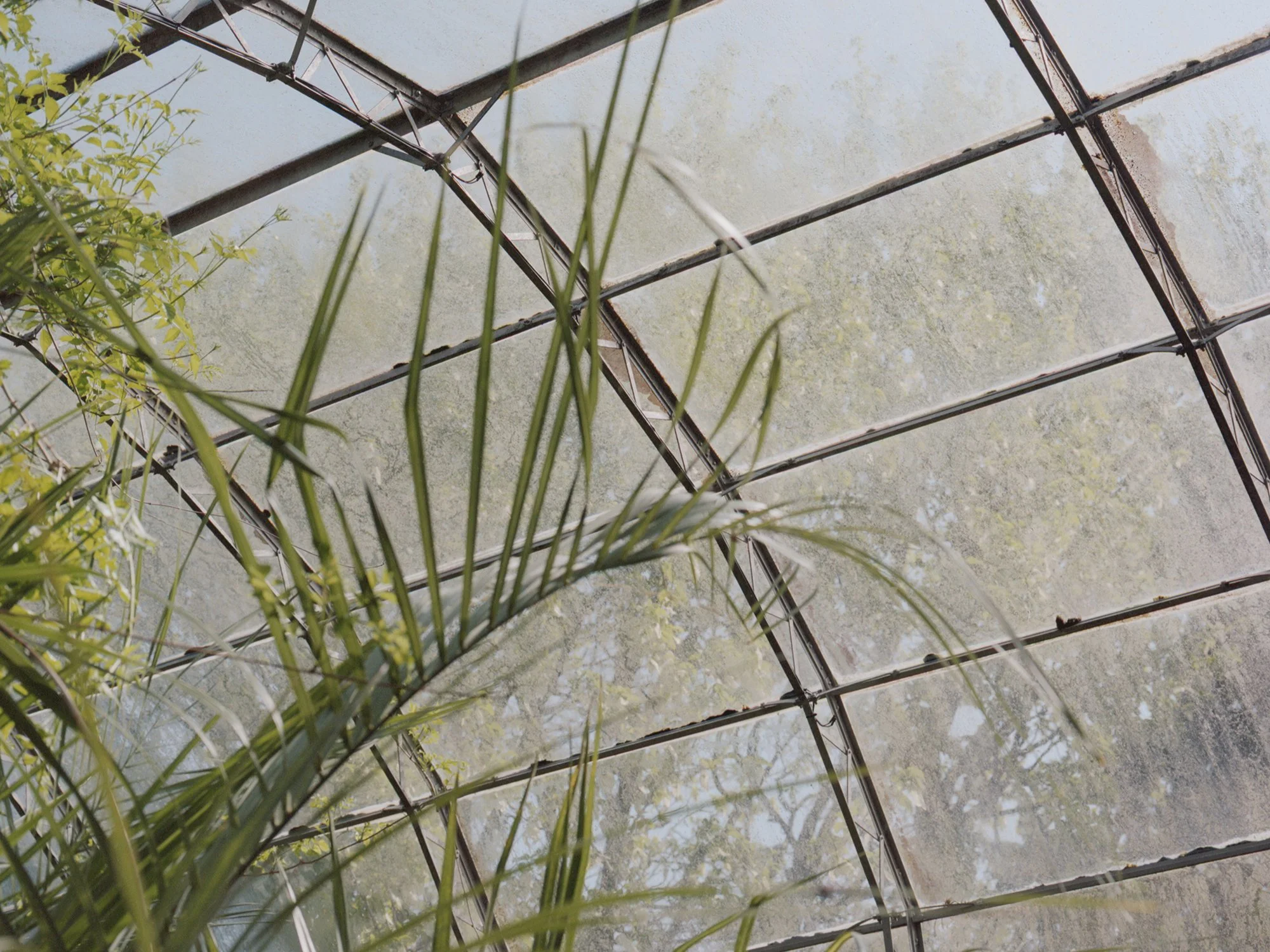 palm-house-sara-hibbert-05.jpg