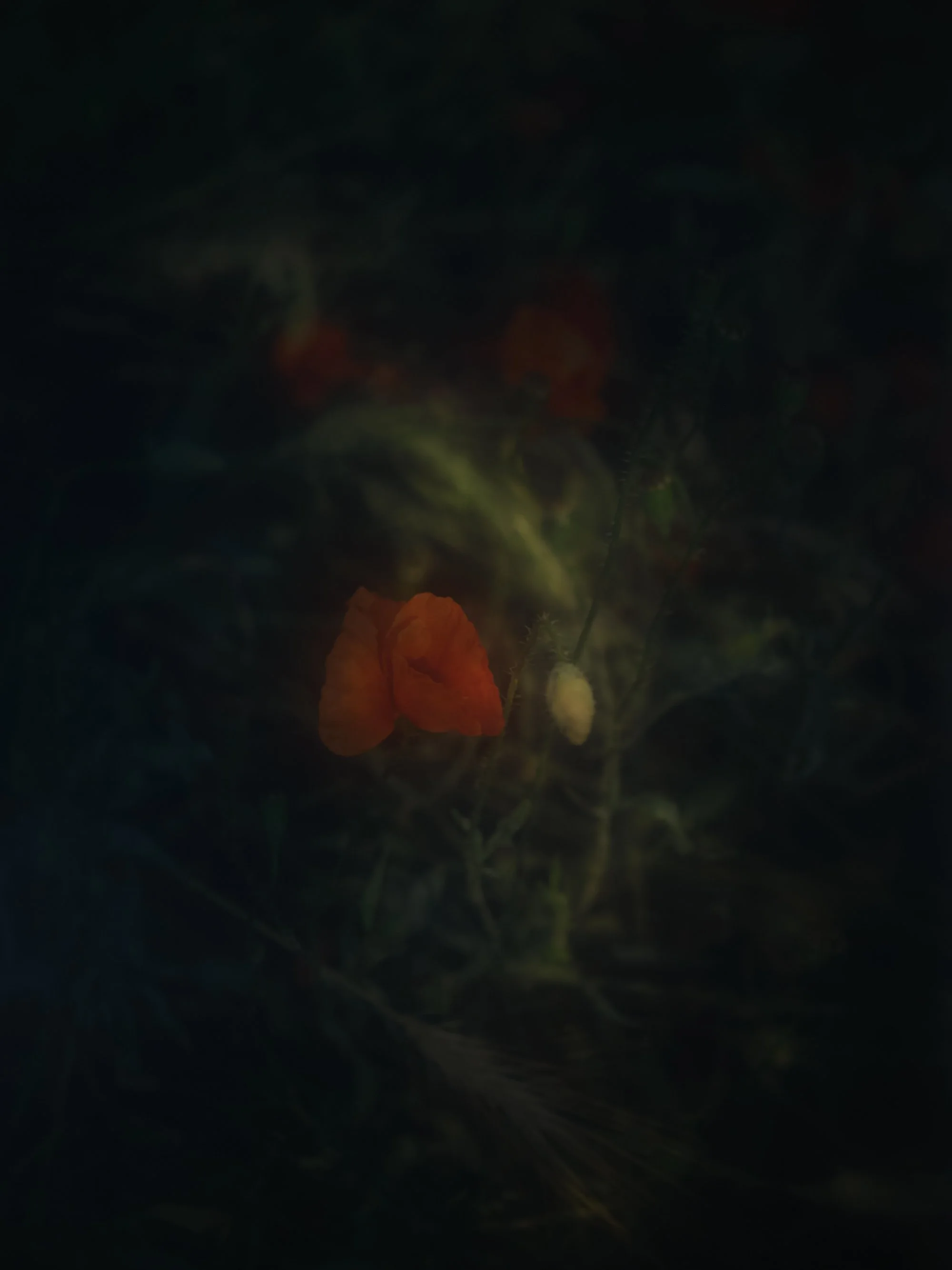 dream-like poppy on black background, photographic fine art print