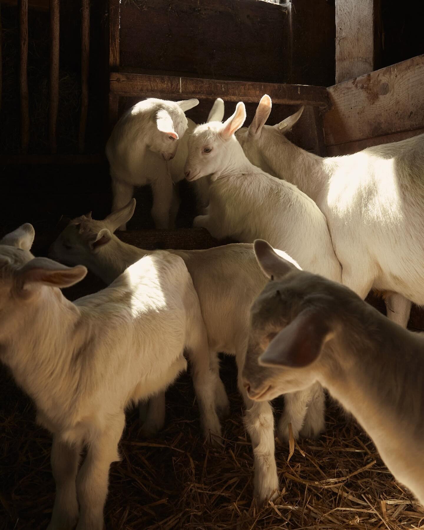 The annual birth rate plays a crucial role in the production of goat's milk: goats must give birth regularly in order to produce milk. But there is an unpleasant reality to this practice: