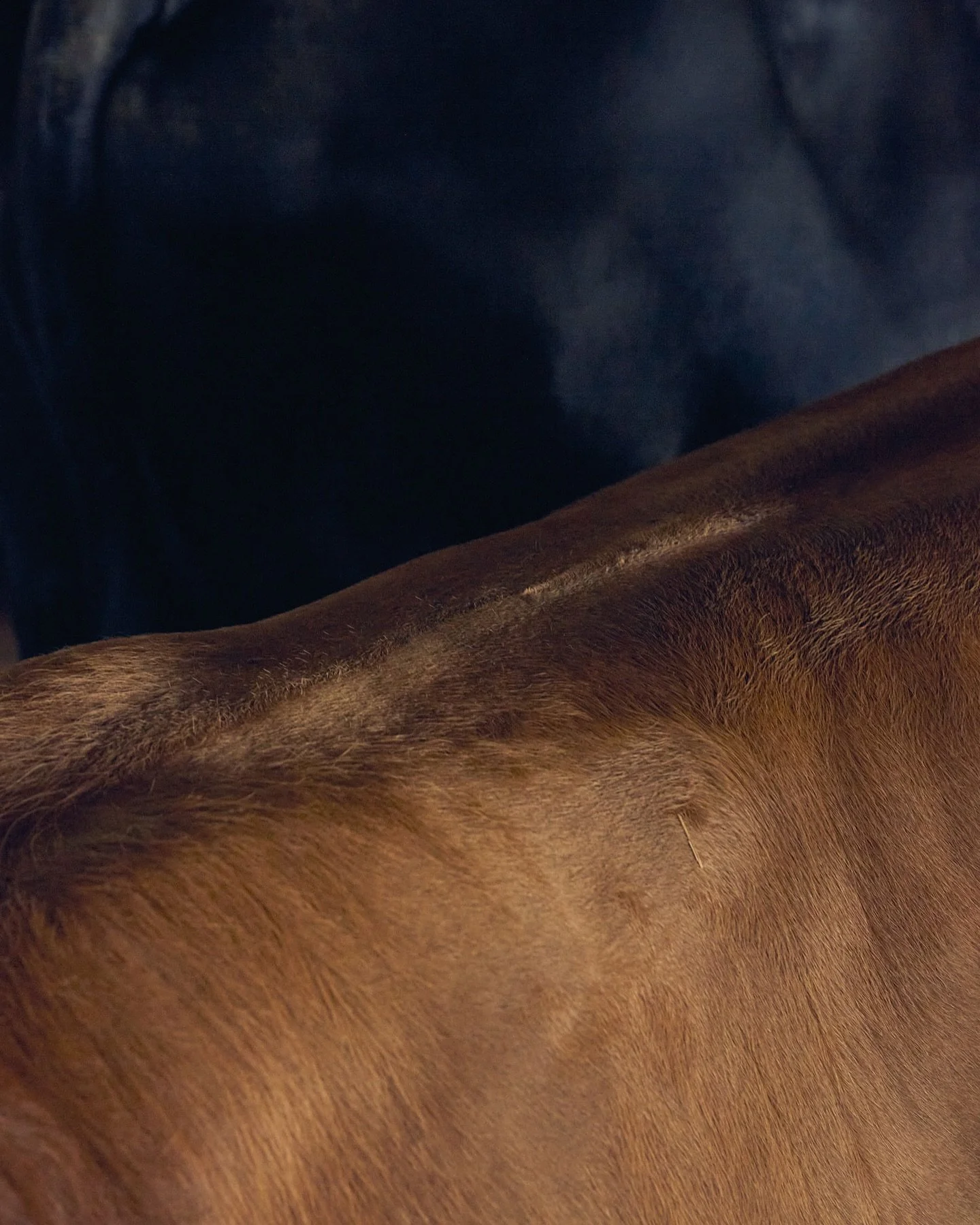 Unser Leder erz&auml;hlt Geschichten. Jedes St&uuml;ck tr&auml;gt Spuren vom Leben der Tiere, sie sind keine Makel, sondern Zeichen von Natur, Freiheit und Authentizit&auml;t. 

Haptik, Farbe, Struktur all das erz&auml;hlt seine eigene Geschichte. Mi